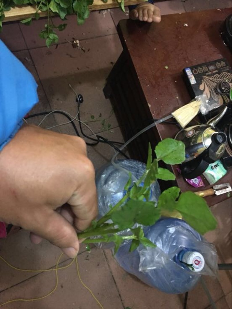 豆瓣菜无公害蔬菜