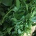 豆瓣菜无公害蔬菜