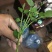 豆瓣菜无公害蔬菜