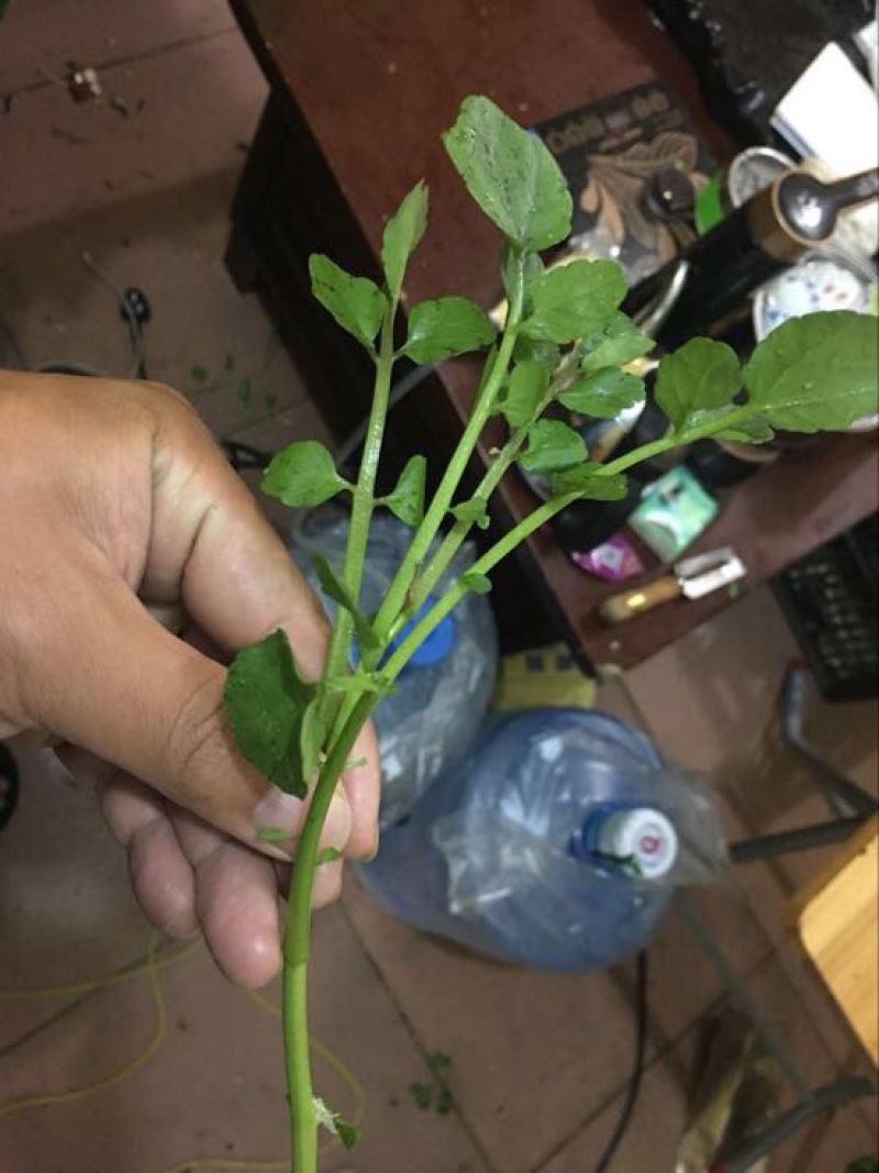 豆瓣菜无公害蔬菜