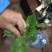 豆瓣菜无公害蔬菜