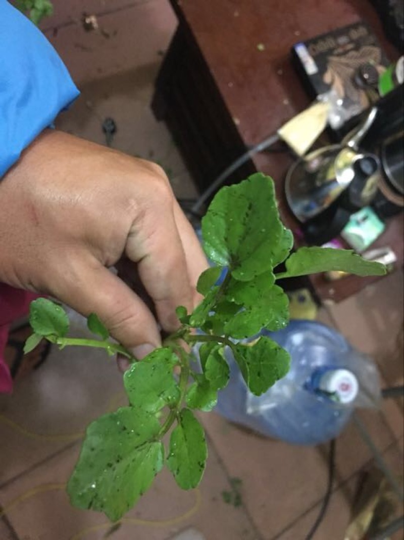 豆瓣菜无公害蔬菜
