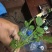 豆瓣菜无公害蔬菜