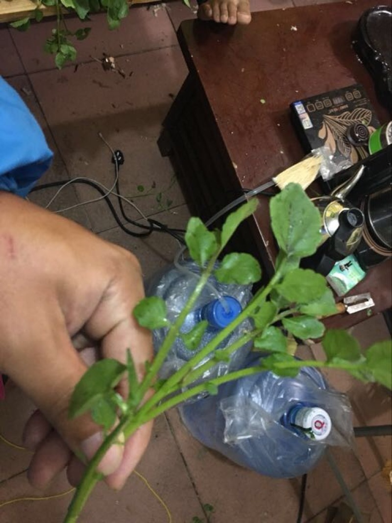 豆瓣菜无公害蔬菜