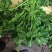 豆瓣菜无公害蔬菜