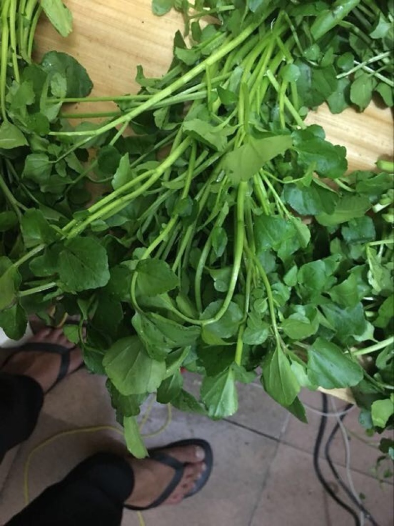 豆瓣菜无公害蔬菜