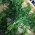 豆瓣菜无公害蔬菜