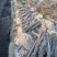 紫山药保定市蠡县大曲堤镇山药之乡地理标志农产品