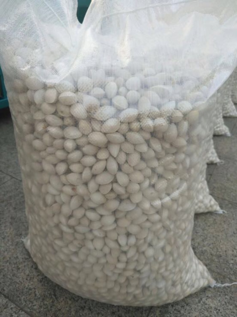 白果一级
