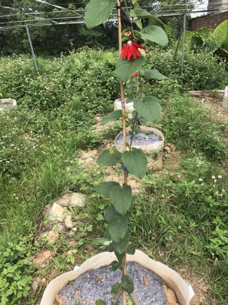 百香果苗20~30cm
