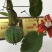百香果苗20~30cm