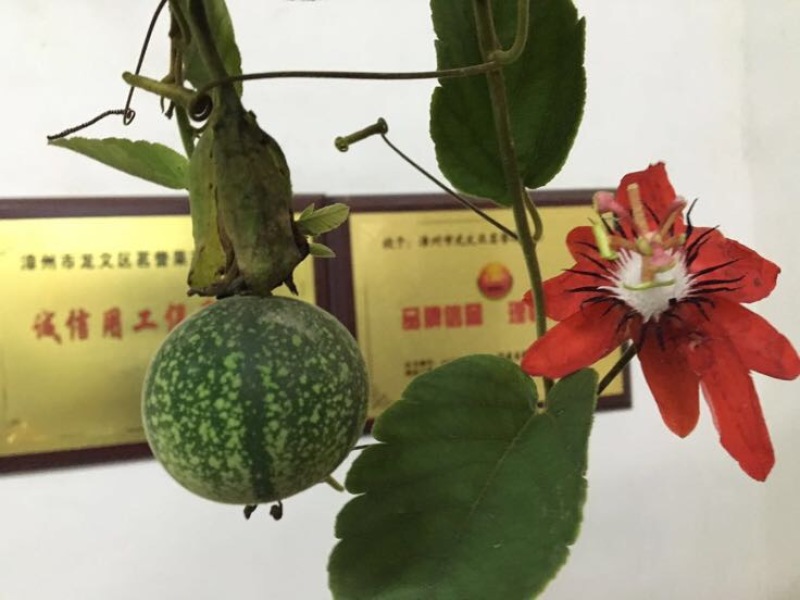 百香果苗20~30cm