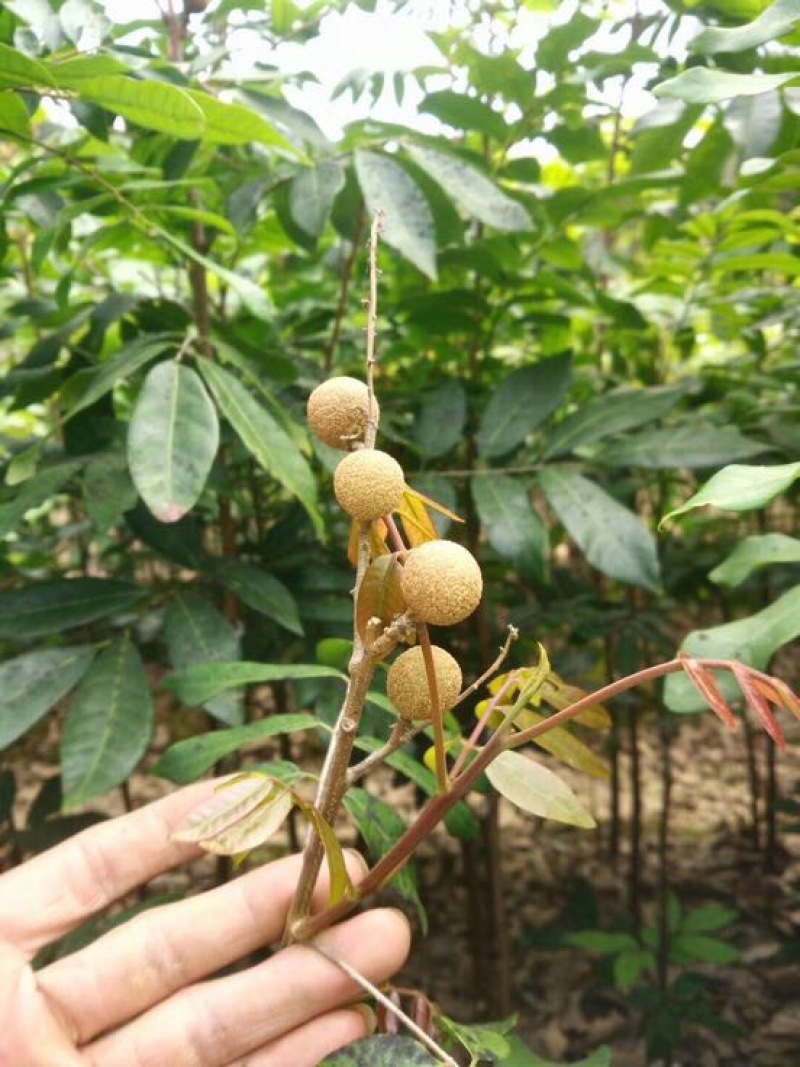 石硖龙眼苗，可视频看苗，支付线上交易，产地直销