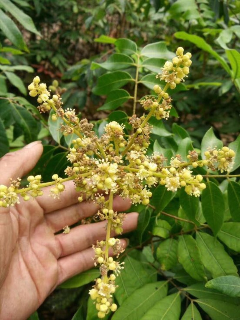 石硖龙眼苗，可视频看苗，支付线上交易，产地直销