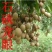 石硖龙眼苗，可视频看苗，支付线上交易，产地直销