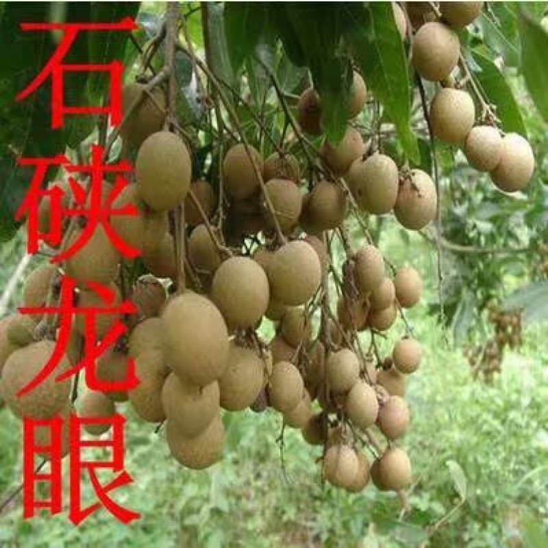 石硖龙眼苗，可视频看苗，支付线上交易，产地直销