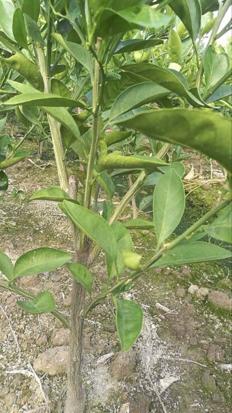 橘之尤物大叶尾张迟熟桔苗80~120cm
