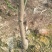 橘之尤物大叶尾张迟熟桔苗80~120cm