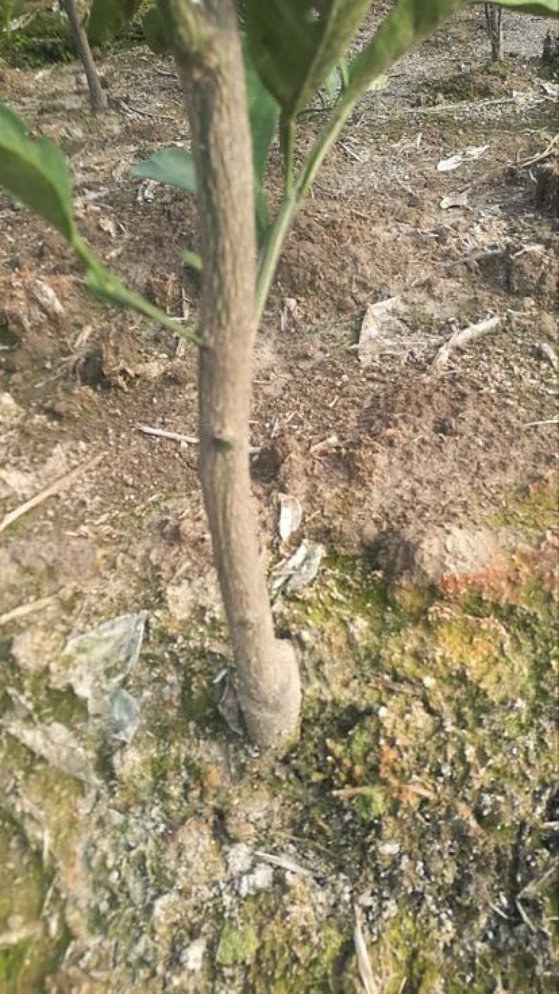 橘之尤物大叶尾张迟熟桔苗80~120cm