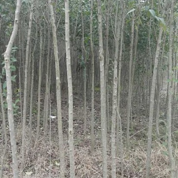 大叶女贞4~6cm