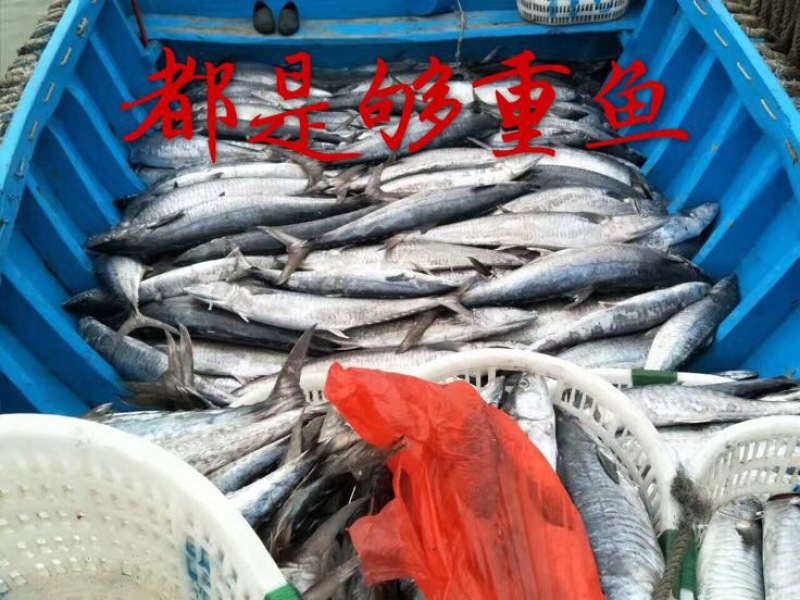 北部湾天然新鲜马鲛鱼