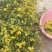 野菊花散装