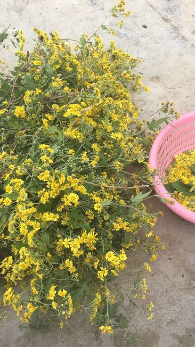 野菊花散装