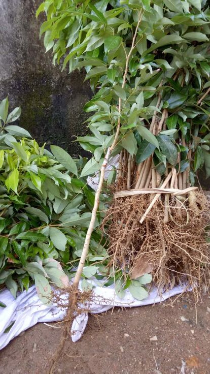 无核荔枝苗30~50cm