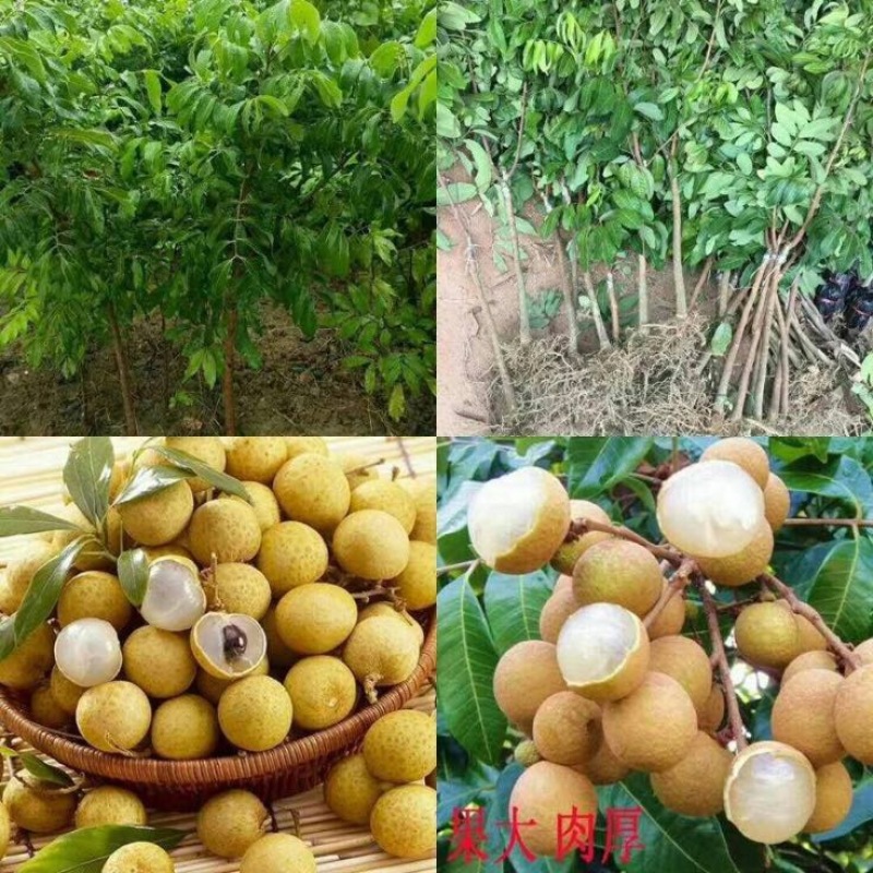 石硖龙眼苗，可视频看苗，支付线上交易，产地直销
