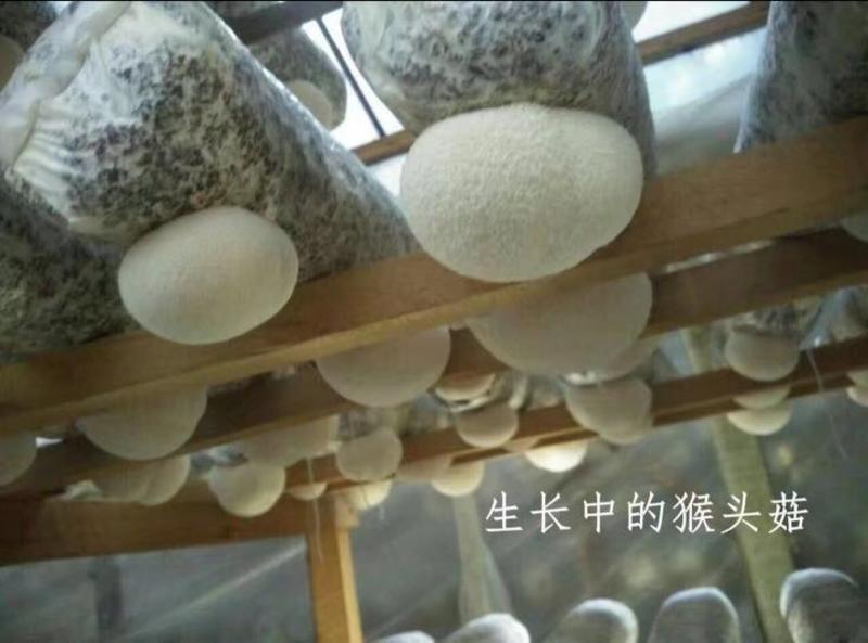 新货上市古田新鲜猴头菇新鲜采摘产地直发品质保证