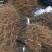 猕猴桃苗0.6~0.8cm30~35cm实生苗