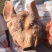猪头肉包装