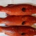 东星斑1~2公斤/尾食用