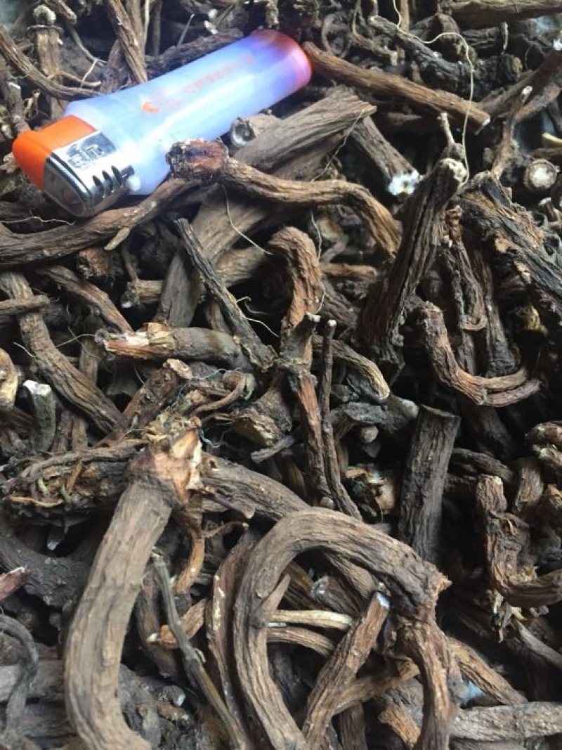 蒲公英根过江根量大