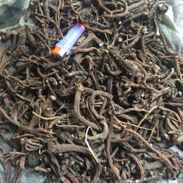 蒲公英根过江根量大