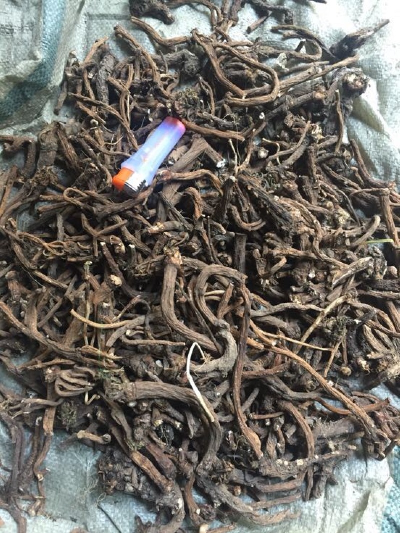 蒲公英根过江根量大