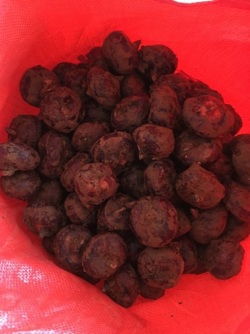 马蹄，荸荠，自家种植，供应稳定，欢迎咨询