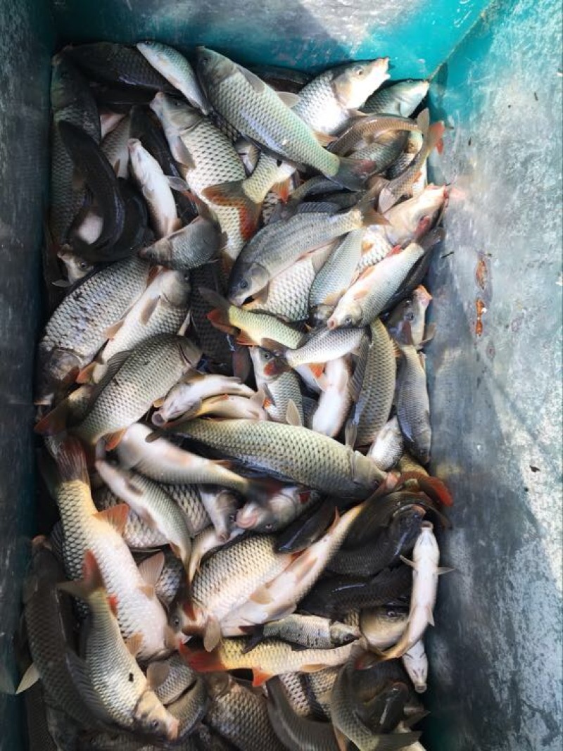 河鲤鱼0.5公斤以下食用