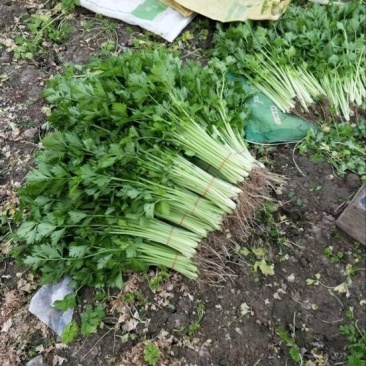 西芹40cm以上