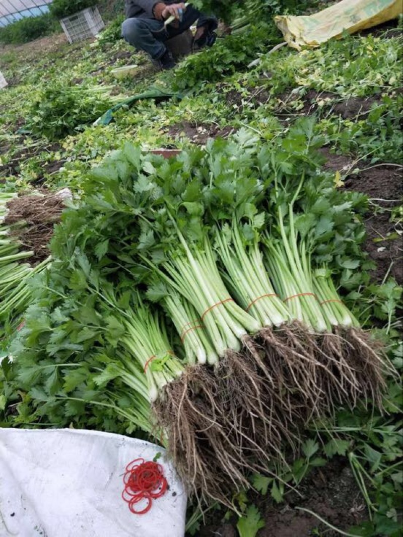 西芹40cm以上