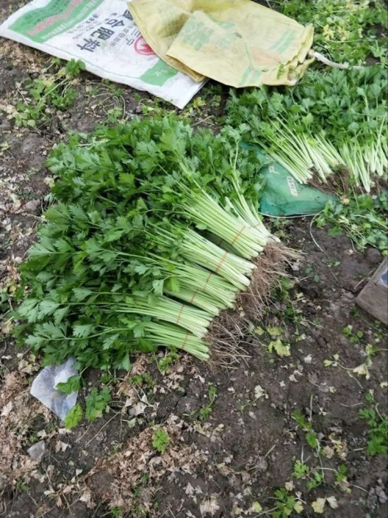 西芹40cm以上