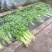 西芹40cm以上