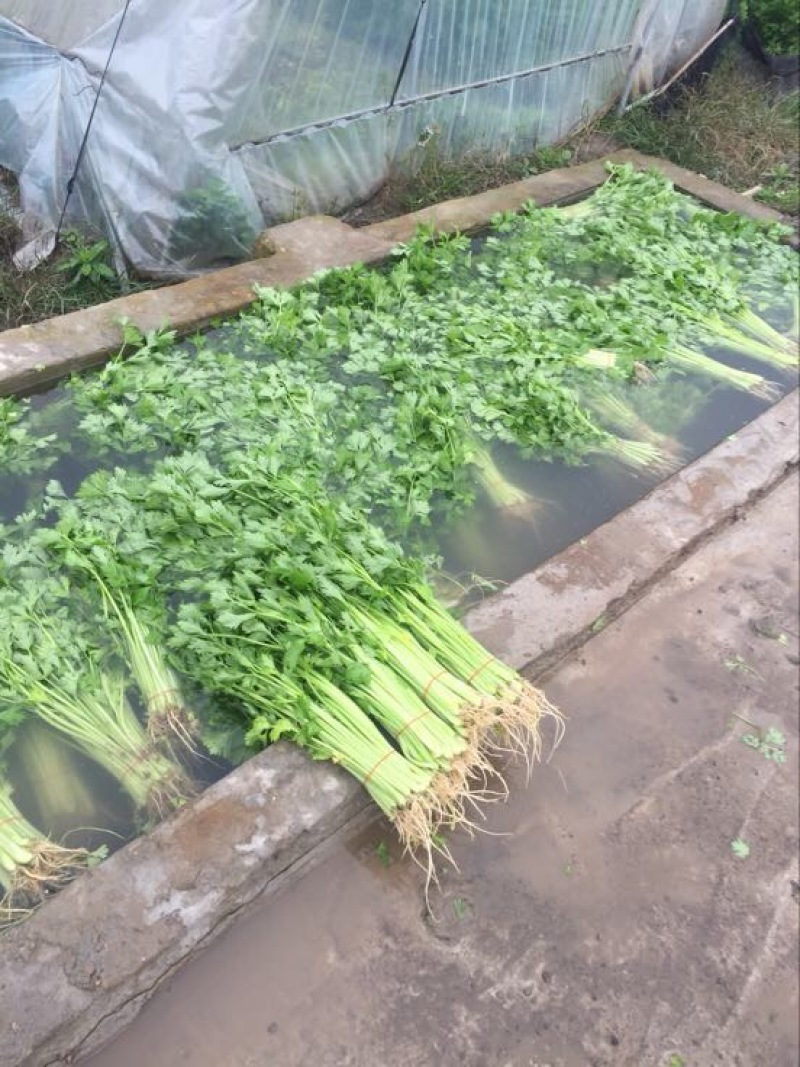 西芹40cm以上