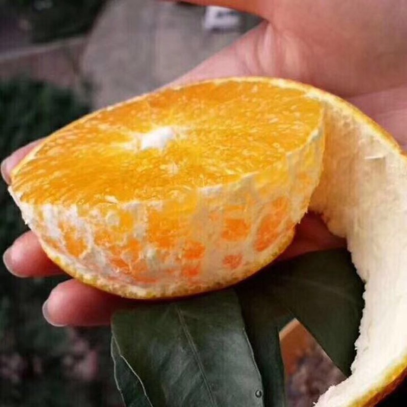 纽荷尔脐橙，看货采摘保质保量欢迎咨询