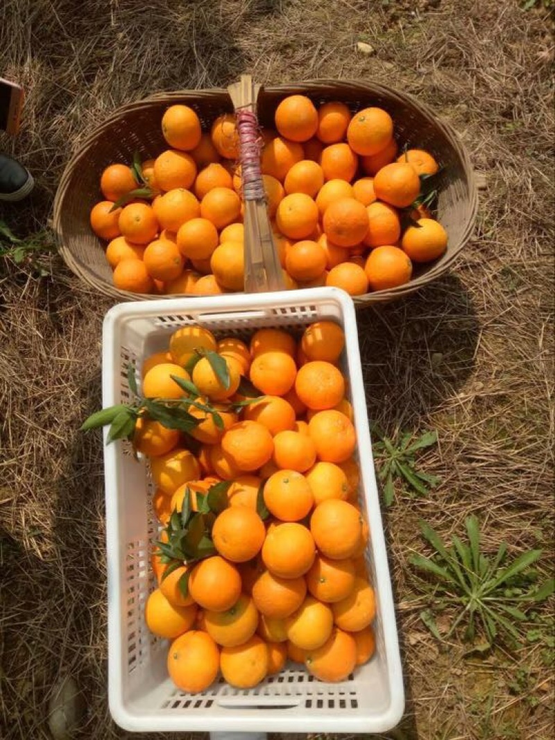 纽荷尔脐橙，看货采摘保质保量欢迎咨询