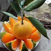 纽荷尔脐橙，看货采摘保质保量欢迎咨询