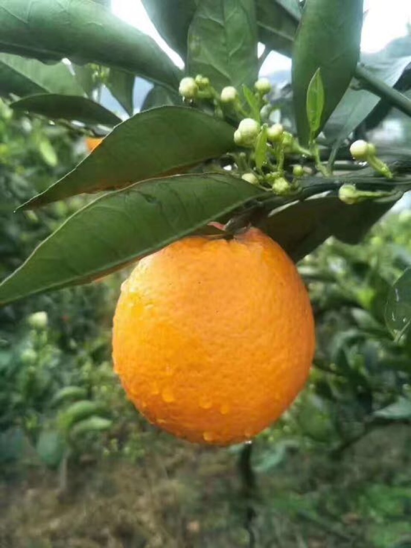 纽荷尔脐橙，看货采摘保质保量欢迎咨询