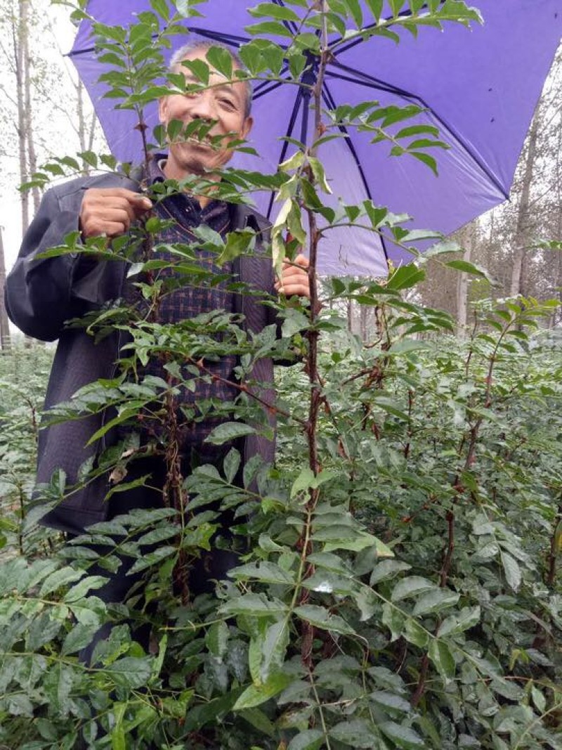 花椒苗