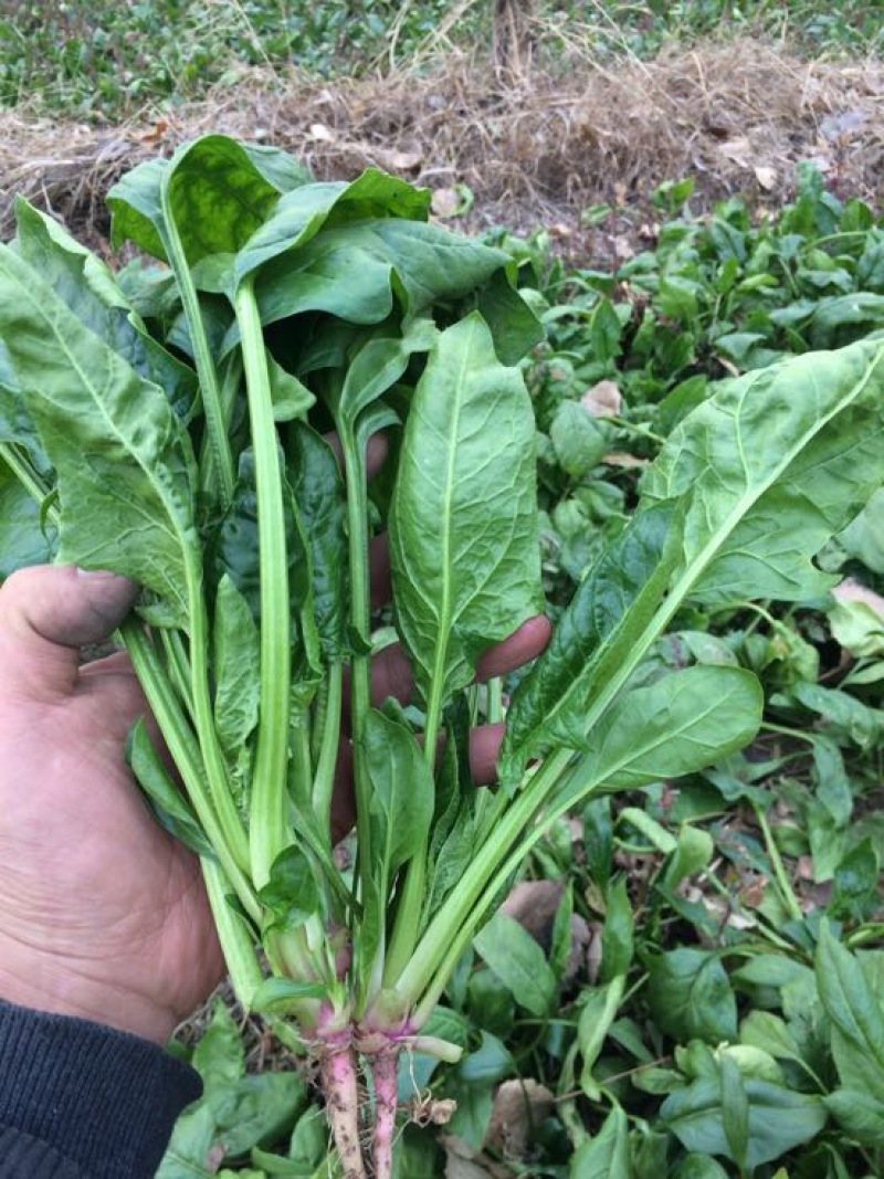 大叶菠菜25~30厘米