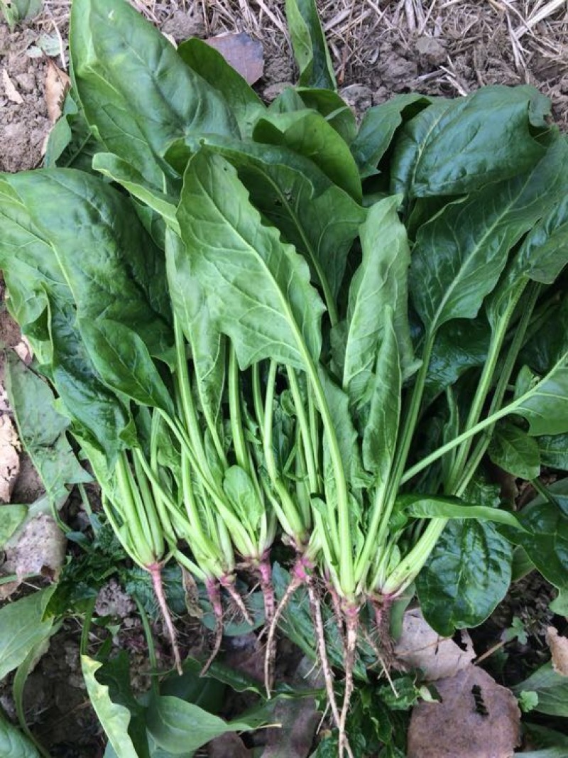大叶菠菜25~30厘米